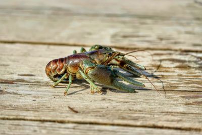 Close-up of insect on wooden table