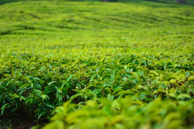 Surface level of agricultural field