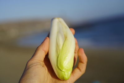 Close-up of hand holding leaf