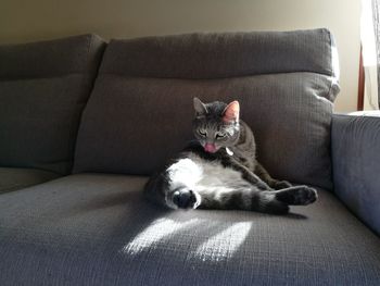 Portrait of cat on sofa at home