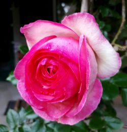 Close-up of pink rose blooming outdoors