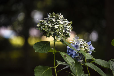 Close-up of purple flowering plant