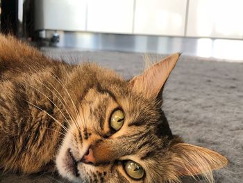 Close-up portrait of a cat