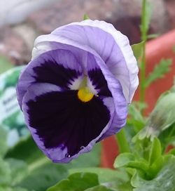 Close-up of purple iris