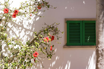 Flowers on window of house