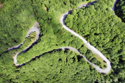 High angle view of moss growing on land