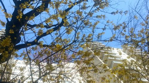 Low angle view of tree