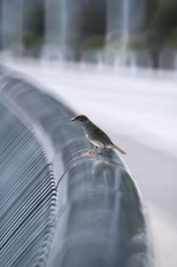 Close-up of bird perching