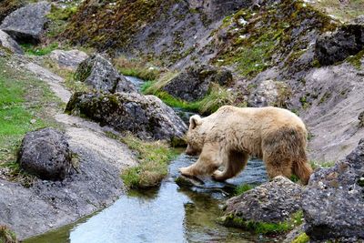 Side view of grizzly bear crossing stream