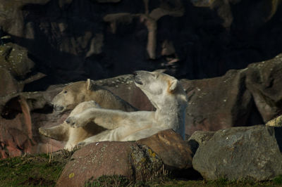 Close-up of cat on rock