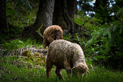 Sheep on field