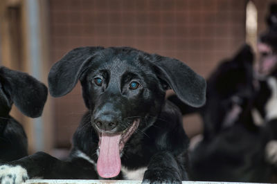 Close-up portrait of black dog