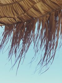 Low angle view of palm tree against sky
