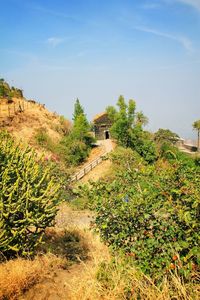 Trees and plants on field against sky