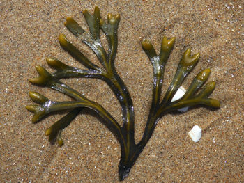 Close-up of flower on sand