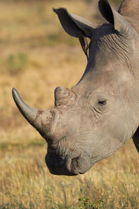 Close-up of a white rhinoceros