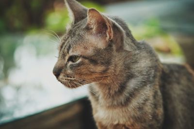 Close-up of a cat looking away