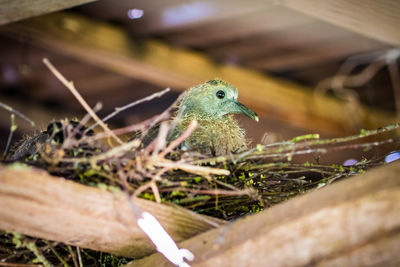 High angle view of bird on field