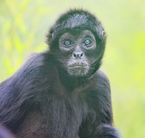 Close-up of portrait of gorilla