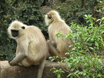 Monkeys sitting on a land