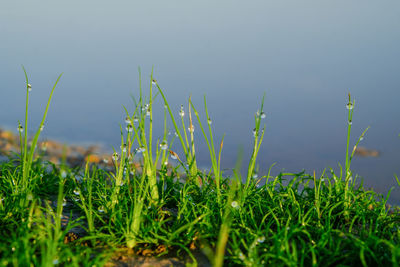 Close-up of plants growing on field against clear sky