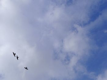 Low angle view of birds flying in sky