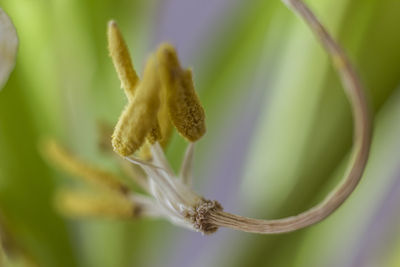 Close-up of flower against blurred background