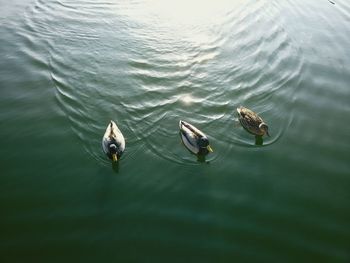 Ducks in rippled water