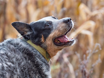 Portrait of fun dog with open mouth. smiling dog, smart friend. blue heeler devoted and loyal breed