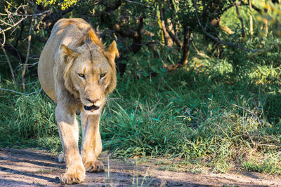 Portrait of lion