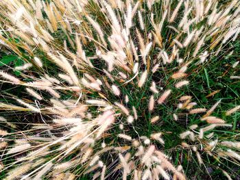 Full frame shot of plants on field