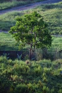 Trees growing in field