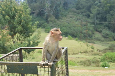 Monkey sitting on railing against trees