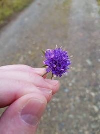 Close-up of hand holding purple flower