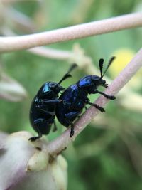 Close-up of beetles on twig