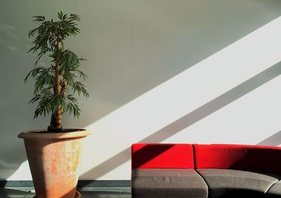 Diagonal shadows, pot plant and sofa