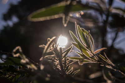 Close-up of fresh green plant