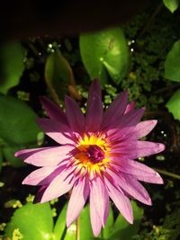 Close-up of flower blooming outdoors