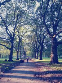 Footpath amidst trees in park