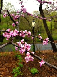 Close-up of pink flowers blooming on tree