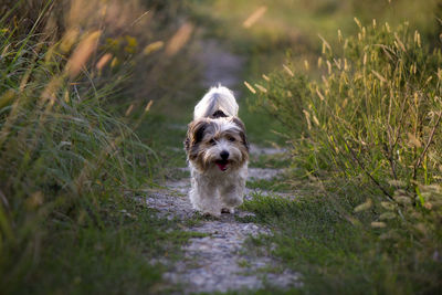 Portrait of yorkshire terrier walking on grass