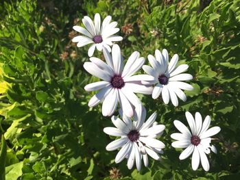 Close-up of white flowers