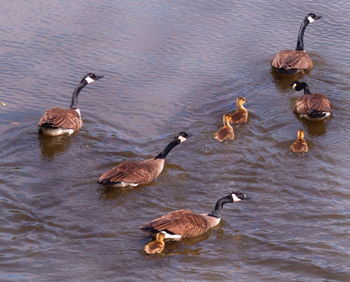 Ducks swimming in lake