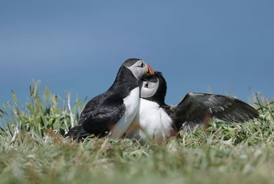 Atlantic puffins fighting over territory