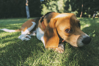 Close-up of a dog lying on grass