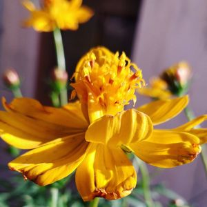 Close-up of yellow flowering plant
