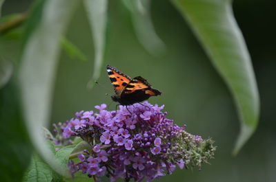 Close-up of butterfly pollinating on flower