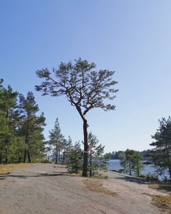 Trees on field against clear blue sky