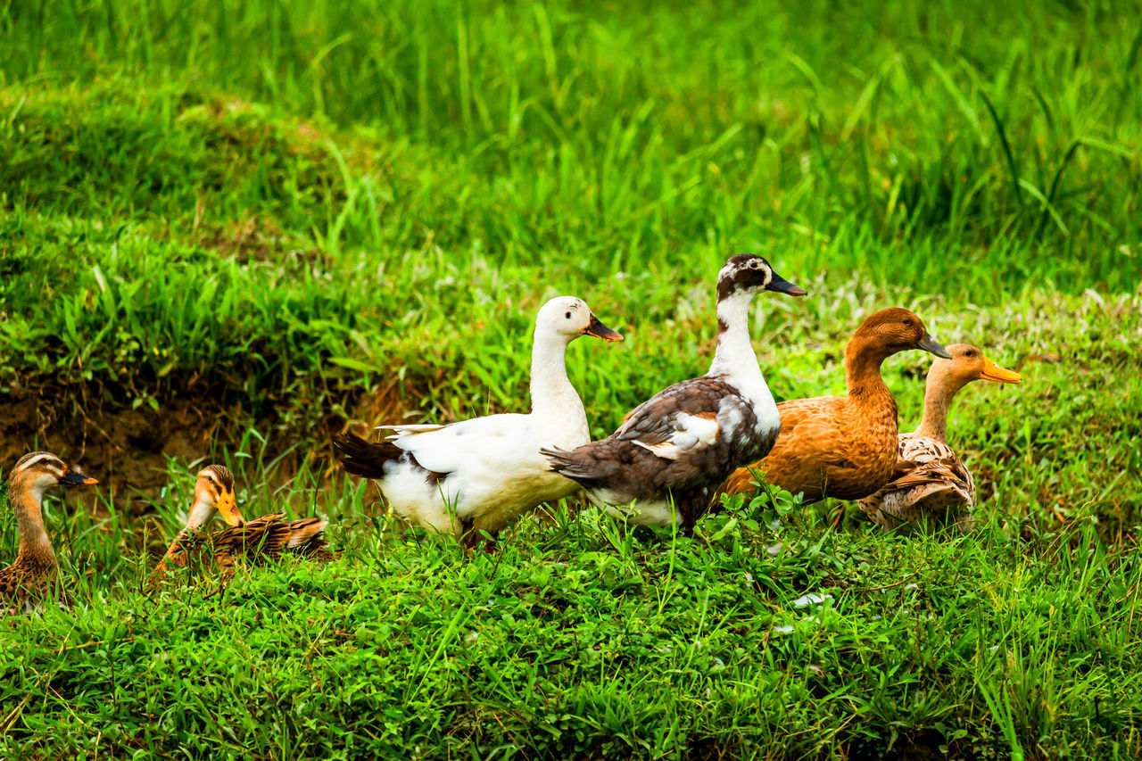 grass, animal themes, field, grassy, bird, animals in the wild, wildlife, duck, green color, nature, animal family, two animals, outdoors, day, young animal, high angle view, no people, sheep, relaxation, beauty in nature