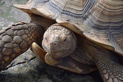 Close-up of tortoise